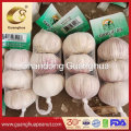 Export Quality Fresh Garlic with Factory Price